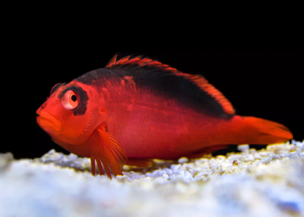 hawkfish