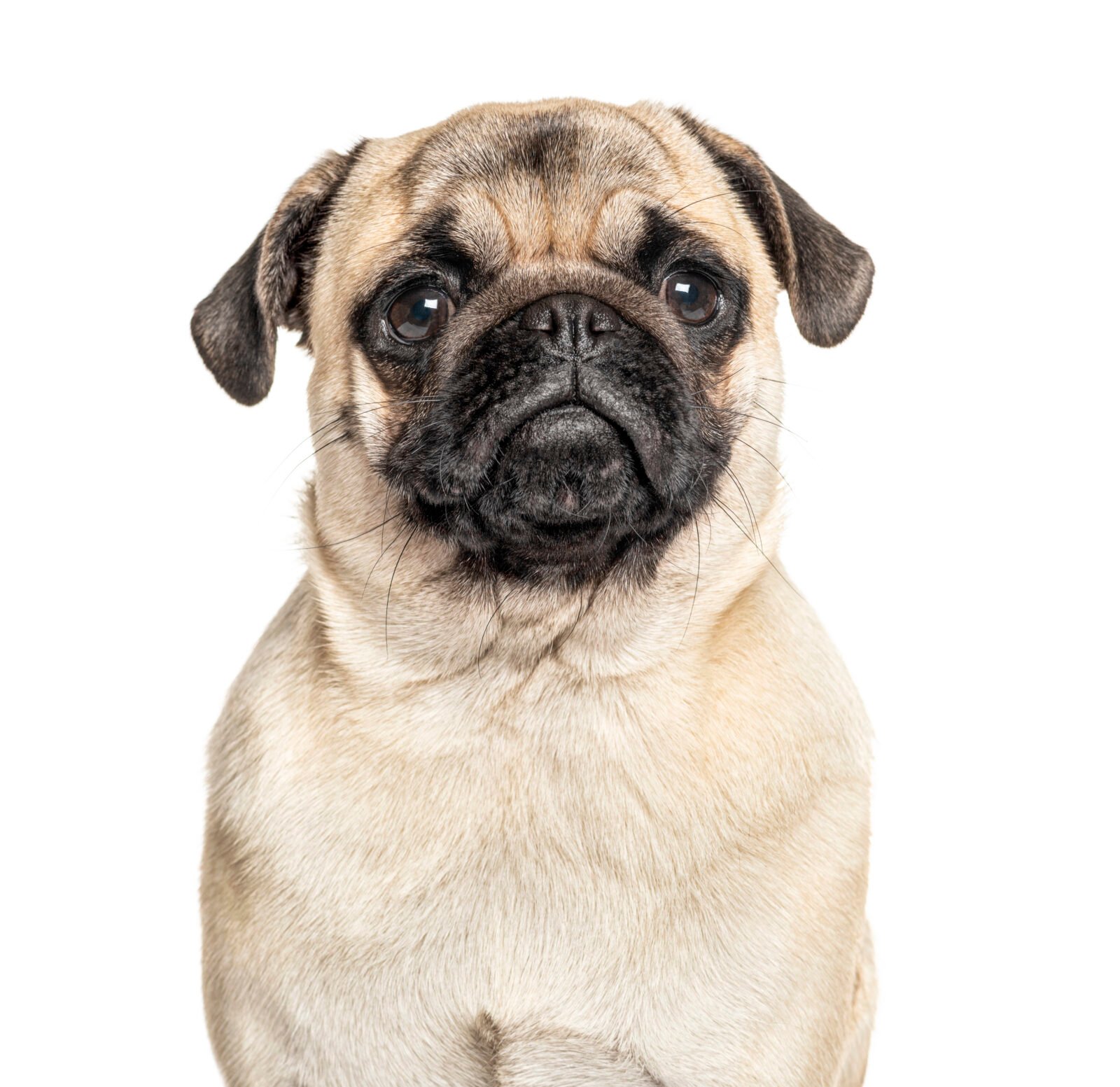 Headshot of a Pug, isolated on white, isolated on white