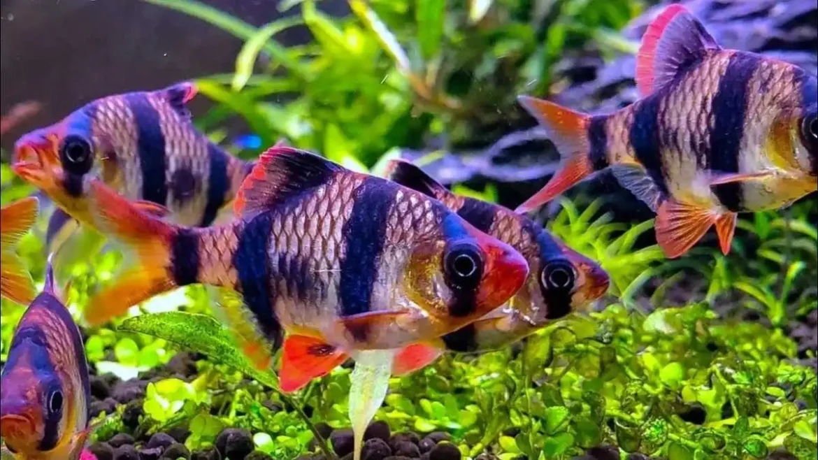 ikan barb sumatera