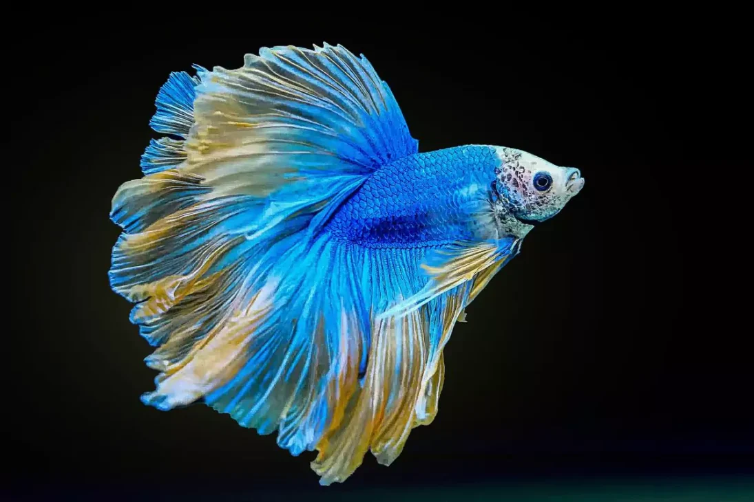 ikan cupang warna biru