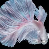 ikan cupang warna putih