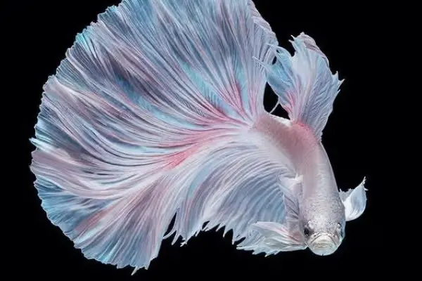 ikan cupang warna putih