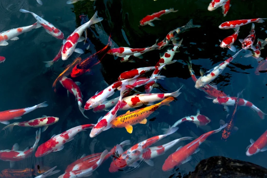 19 Jenis Ikan Hias Air Tawar yang Cocok dalam Akuariummu
