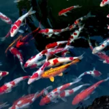 ikan hias koi di air tawar