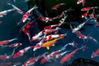 ikan hias koi di air tawar