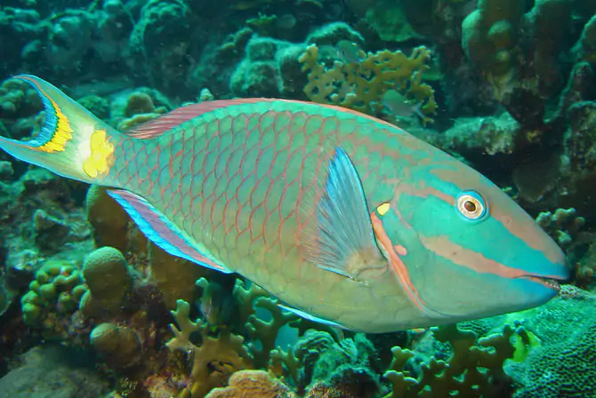 ikan kakatua