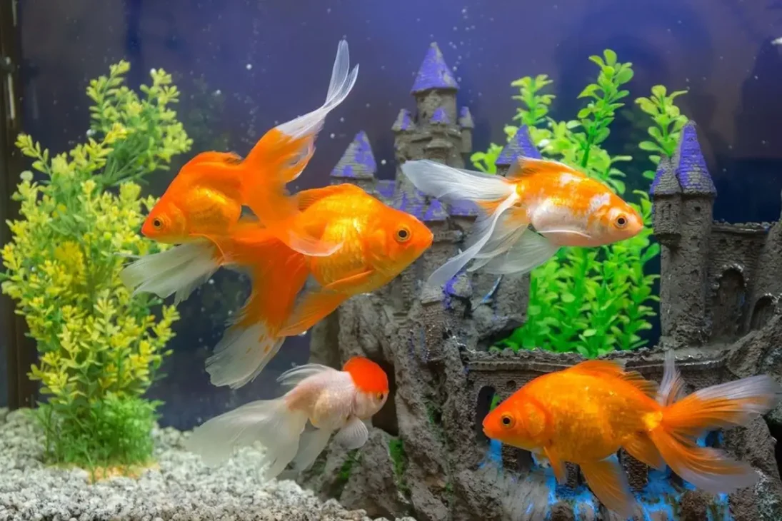 ikan mas koki