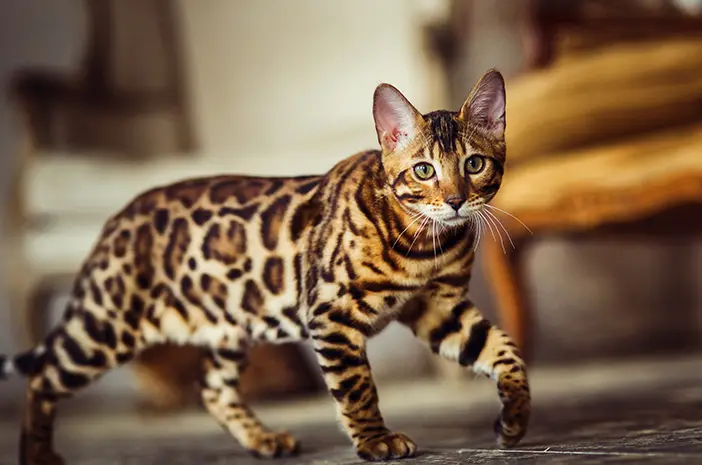 kucing bengal