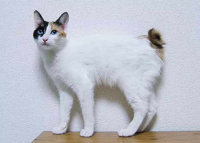 kucing japanese bobtail