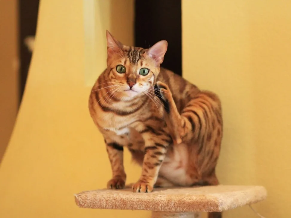 kucing ocicat