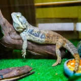 seekor kadal sedang beristirahat