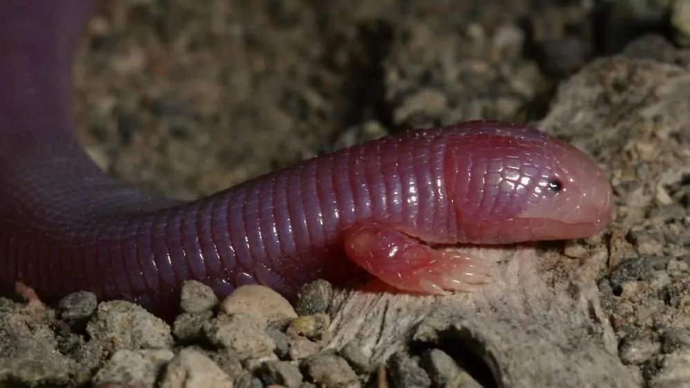 kadal mole meksiko dengan kulitnya yang berwarna merah