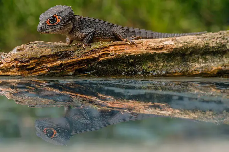 kadal duri mata merah berayap di atas katu di tepi air