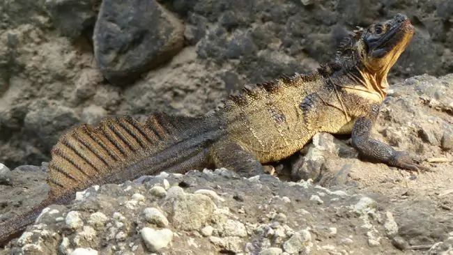 kadal soa soa layar di daerah bebatuan