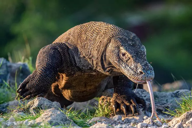 komodo sedang berjalan maju sambil menjulurkan lidahnya