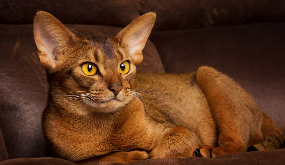 kucing abyssinian