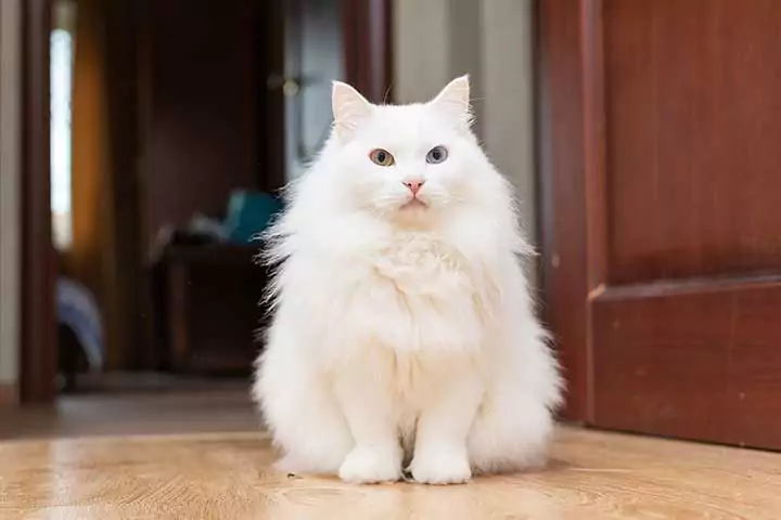 kucing anggora atau turkish angora