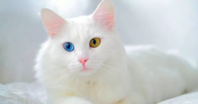 kucing anggora dua warna mata