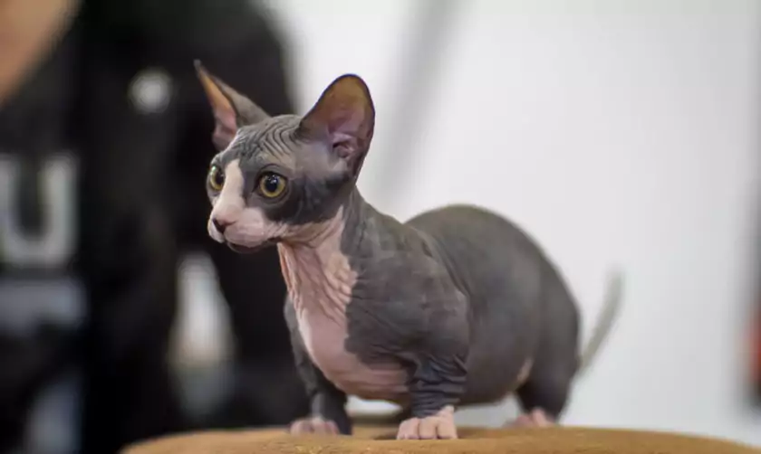 kucing bambino
