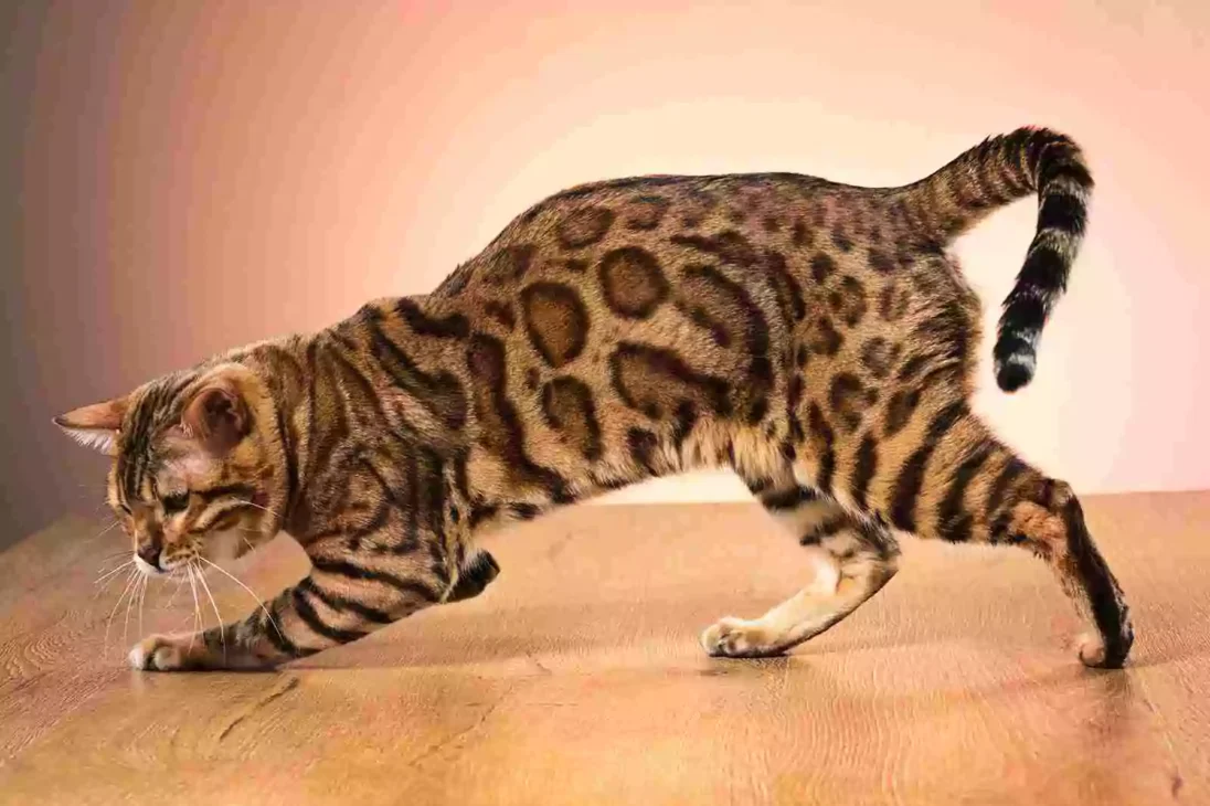 kucing bengal