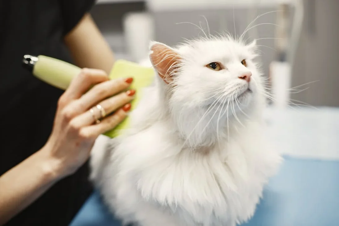 kucing bulu tebar disisir