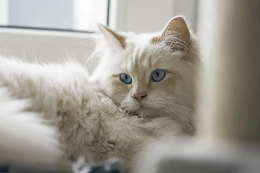 kucing birman