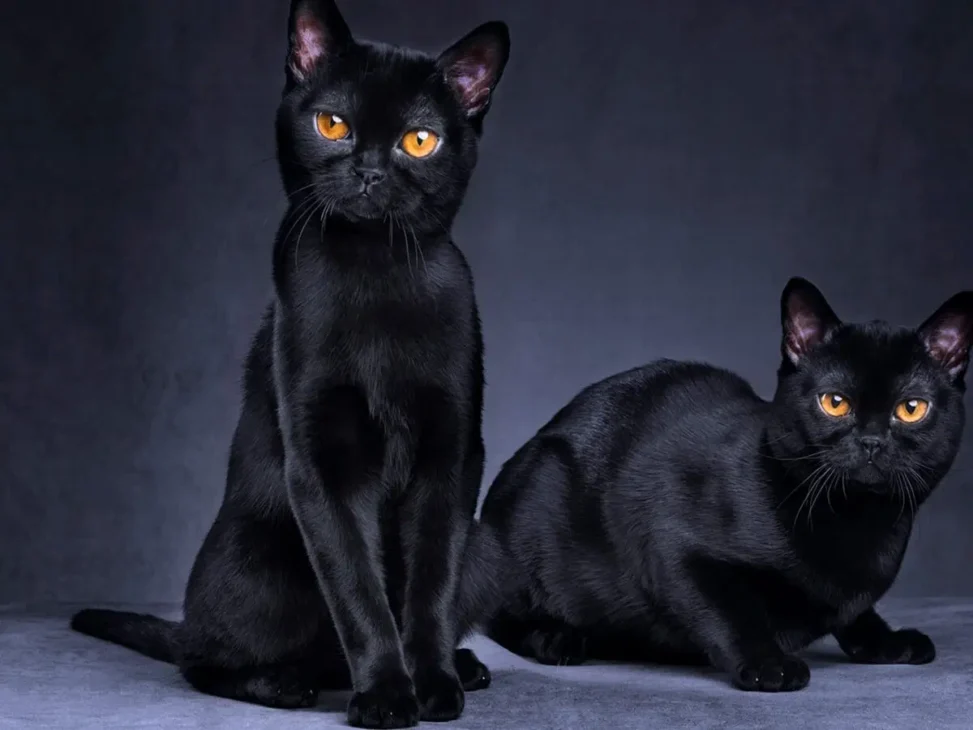 kucing bombay