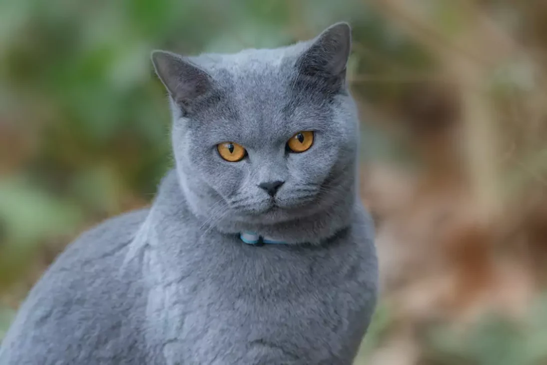 kucing british shorthair