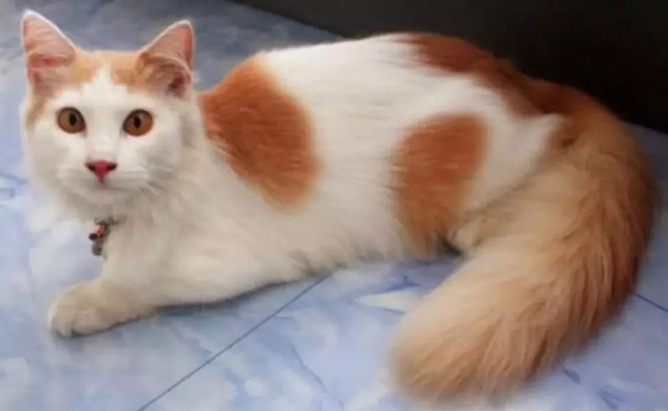 kucing anggora campuran kucing kampung