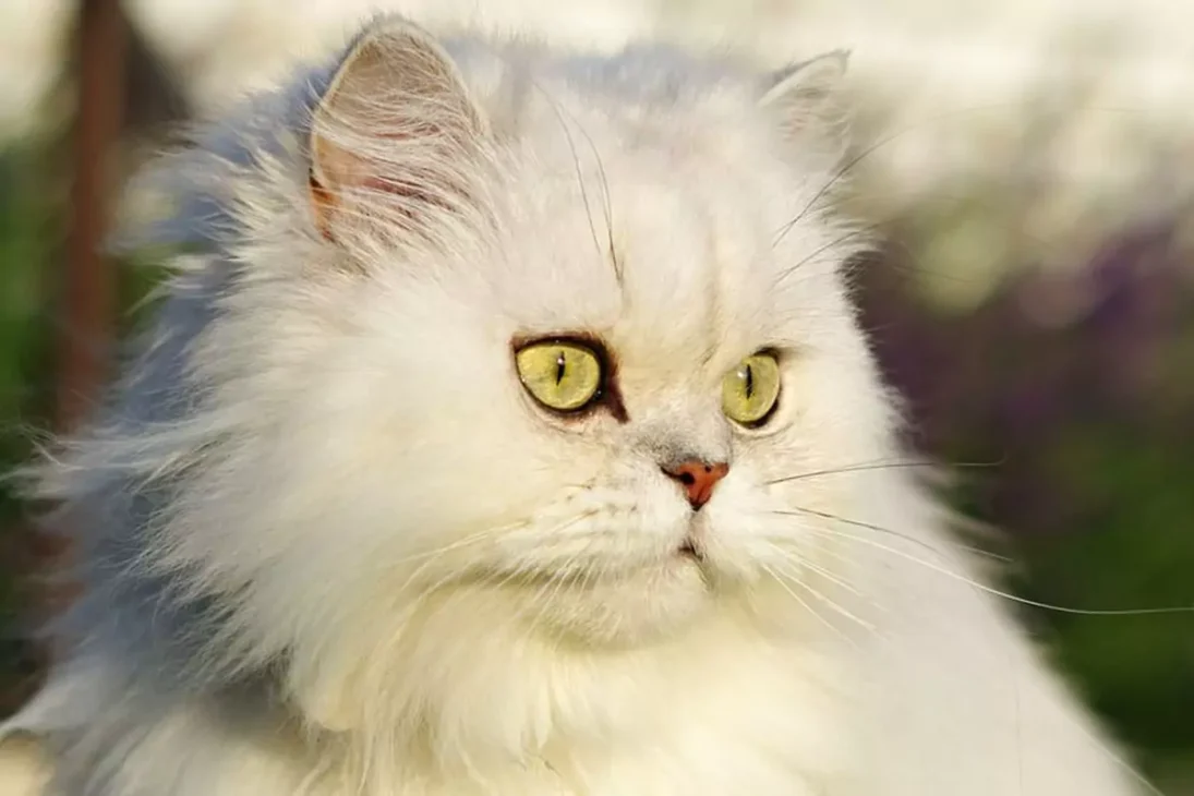 kucing anggora campuran kucing persia