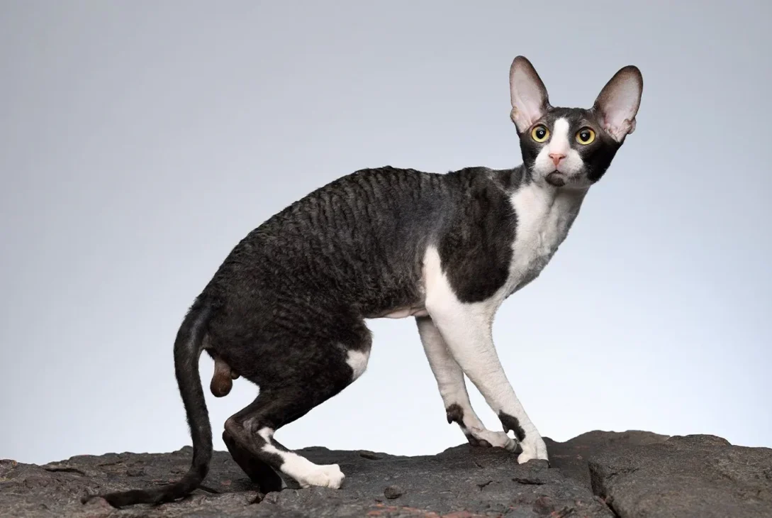 kucing cornish rex