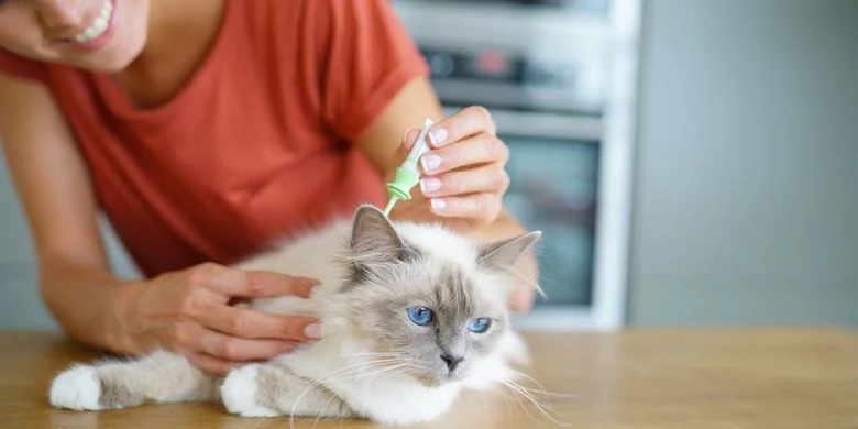 kucing diberi obat tetes