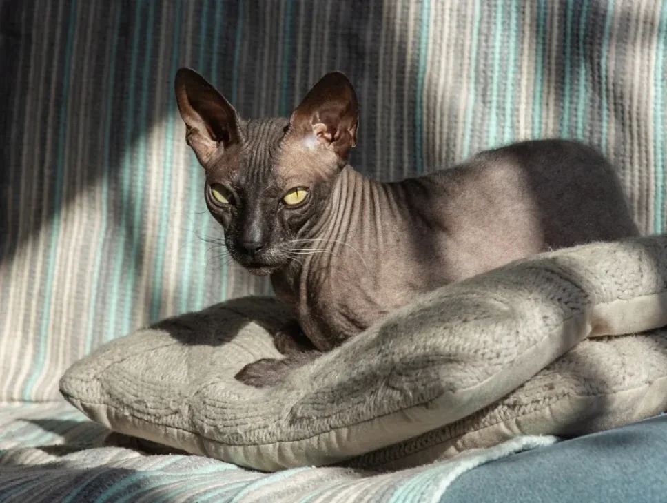 kucing donskoy