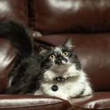 kucing duduk manis di atas sofa