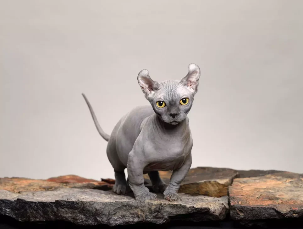 kucing dwelf
