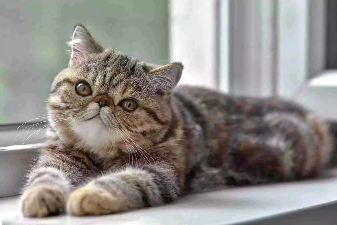 kucing exotic shorthair