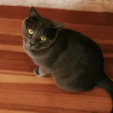 kucing hitam bulu pendek