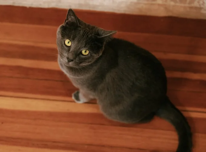 kucing hitam bulu pendek