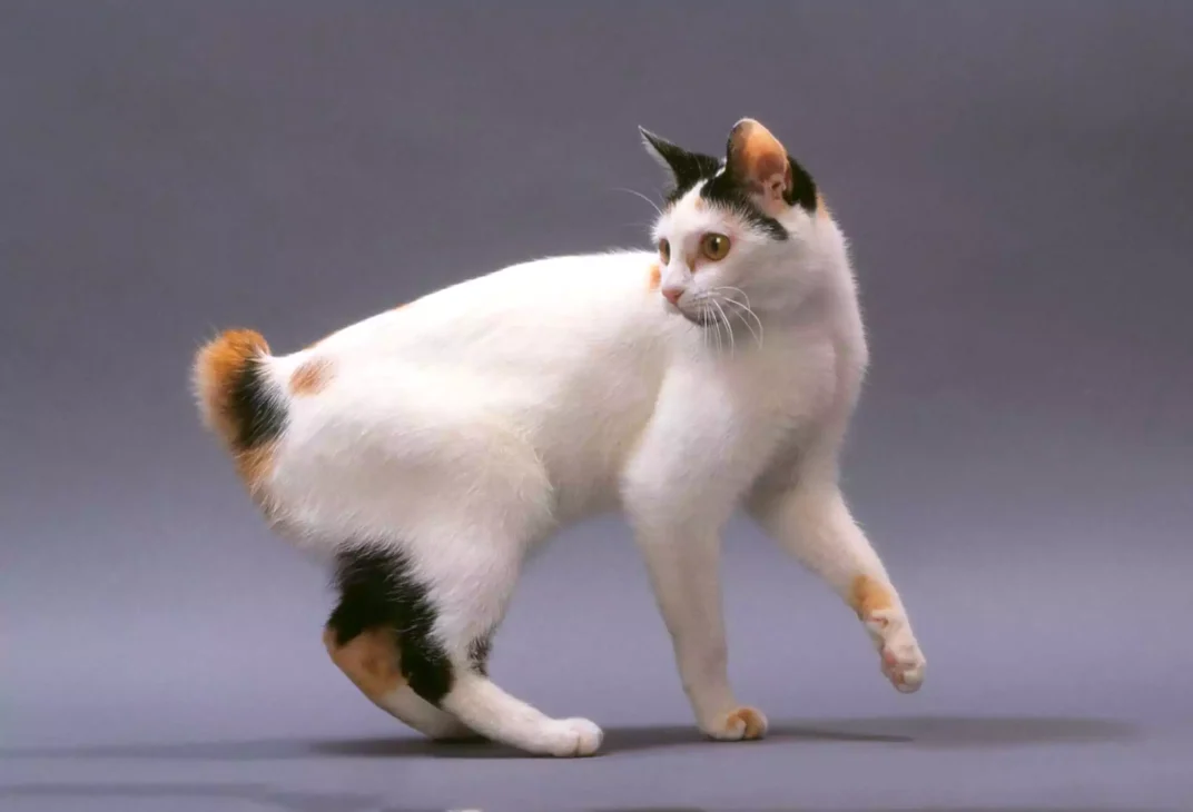 kucing japanese bobtail