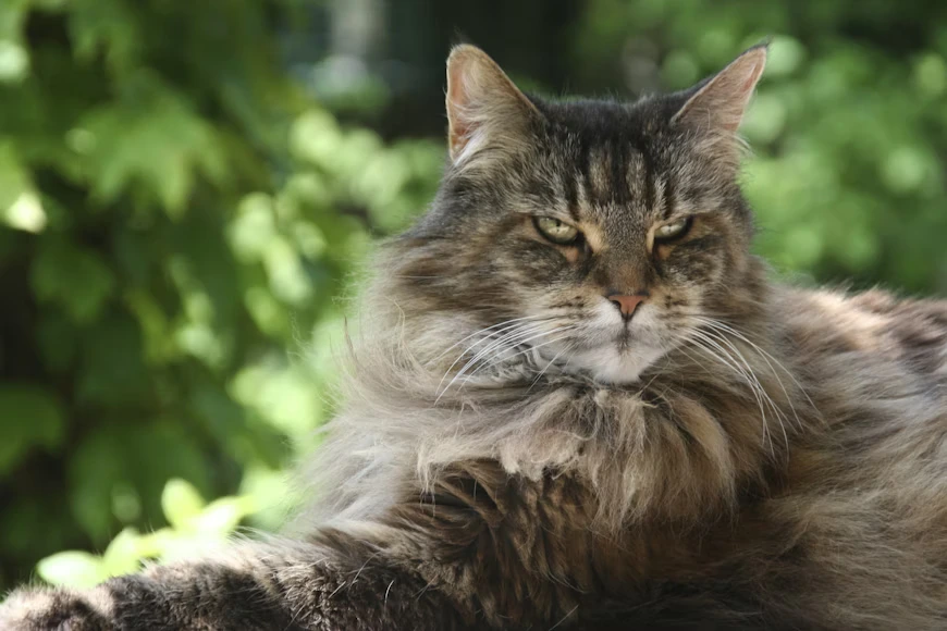 kucing maine coon