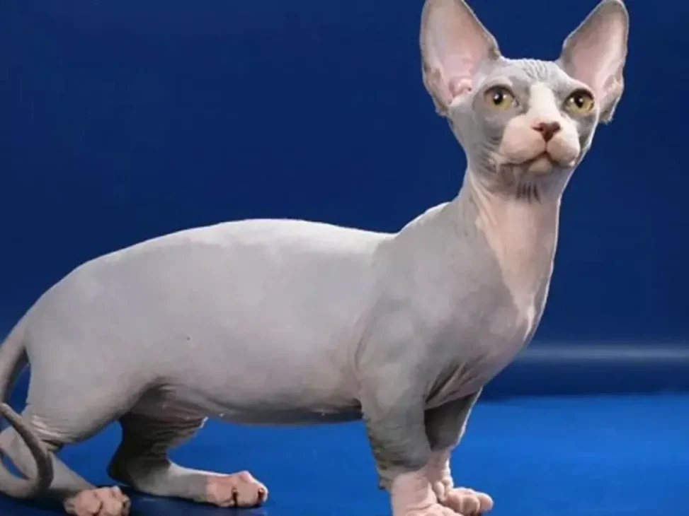 kucing minskin