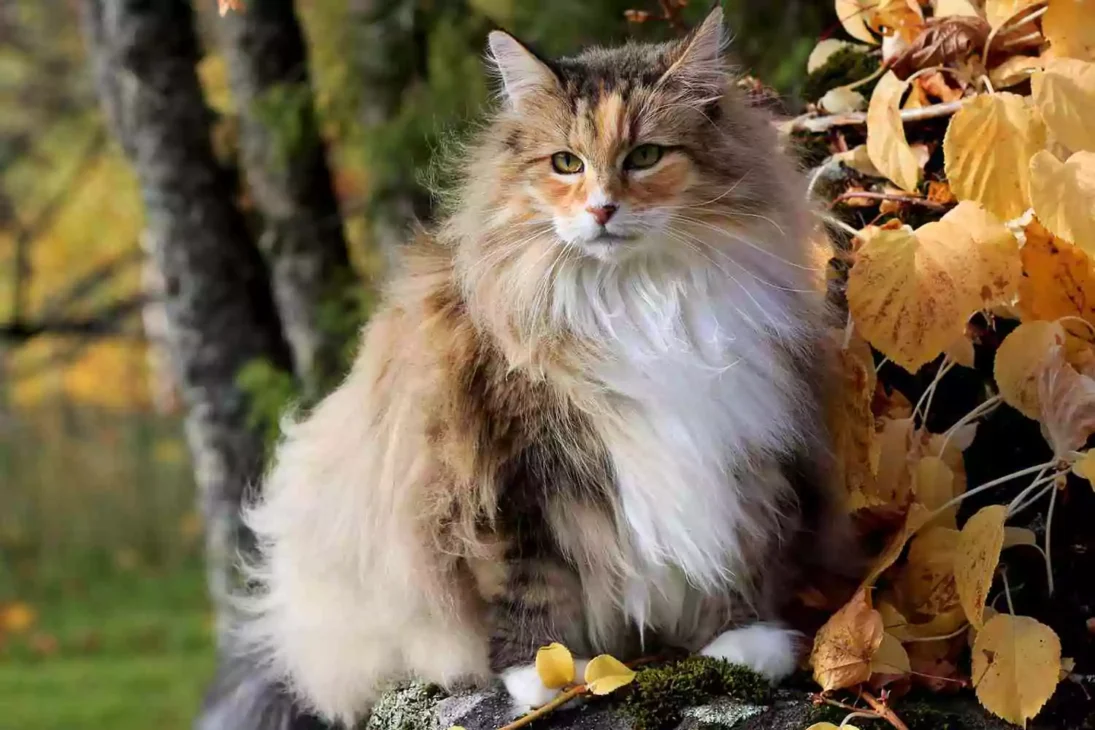 kucing norwegian forest