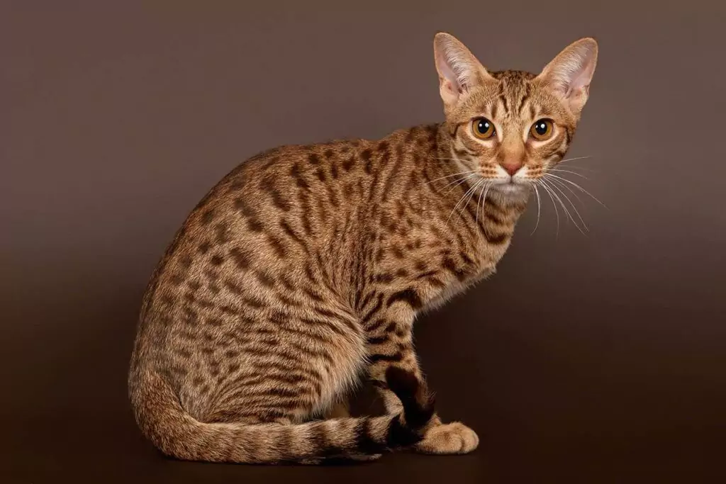 kucing ocicat