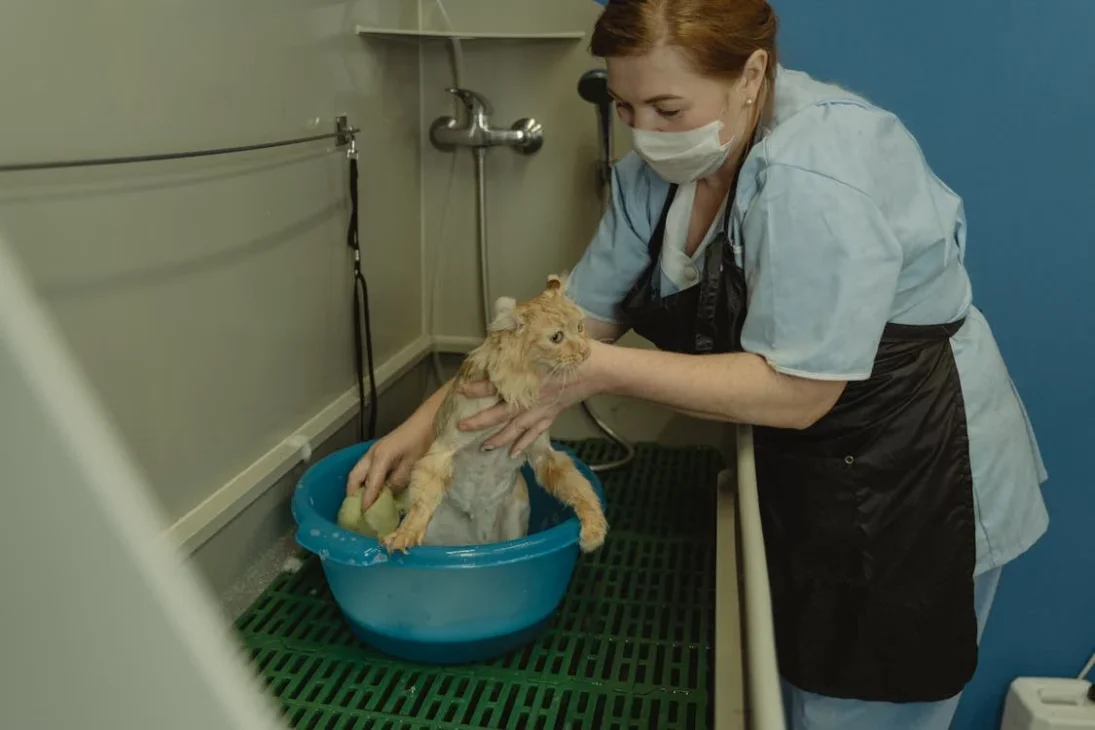 kucing oranye mandi dalam ember