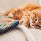 kucing oren berbaring di sofa