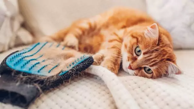 kucing oren berbaring di sofa