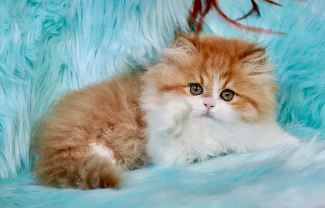 kucing persia bicolor putih oranye