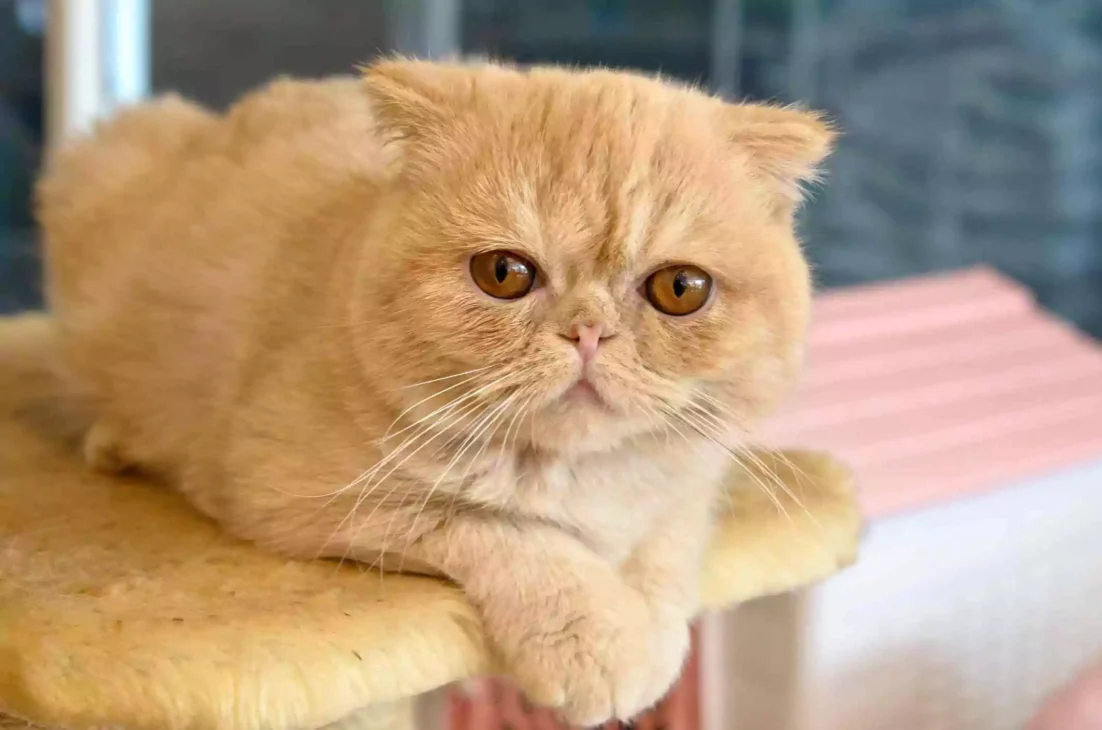 kucing persia exotic shorthair