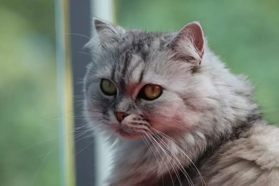 kucing persia flat nose