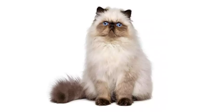 kucing persia himalaya